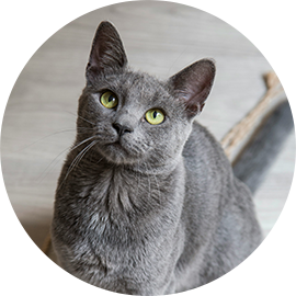 Our boy Jasper (grey adult cat)