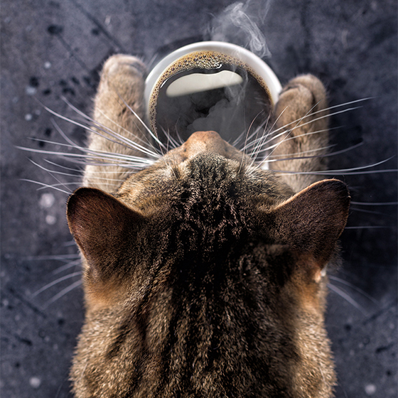 Overhead shot of a cat looking at a steming cup of coffee