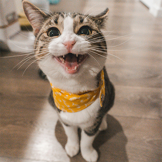 Our boy Theo (white and mackerel tabby adult cat) proudly sporting his favourite yellow bandana