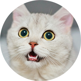 Our lady Freya (white adult cat)