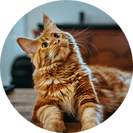 Our fluffy boy Tiger (long-haired adult ginger cat)