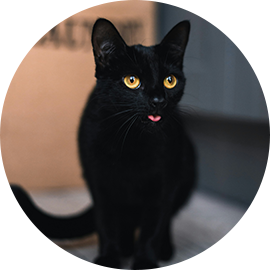 Our warlock Salem (all black adult cat with an endearing habit of sticking his little tongue out)