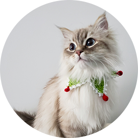 Our girl Tinkerbell (long-haired fawn point adult cat wearing a jester's necklace with bells)