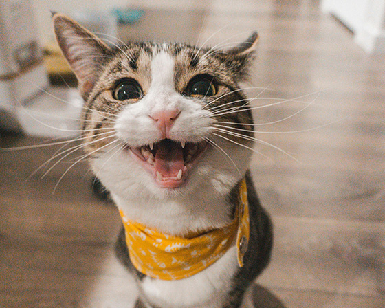 Our boy Theo (white and tabby adult cat) proudly sporting his favourite yellow bandana