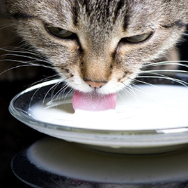 A cat (adult tabby) drinks milk from a shallow saucer